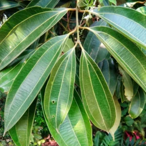 Tej Patta Indian Bay Leaf Cinnamomum Tamala Patram S ice Live Plant 1.5-3 Feet Height)
