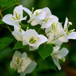 White Colour Bougainvillea Kagoj Ful Shrubs Flower Live Plant 1-2 Feet Height)