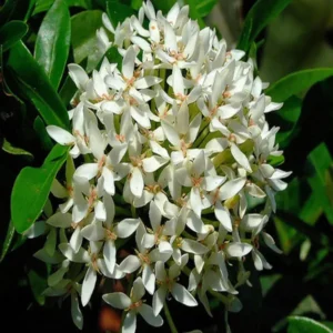 White Colour Ixora Rukmini Rangan Flower Shrubs Live Plant (1.5-3 Feet Height)