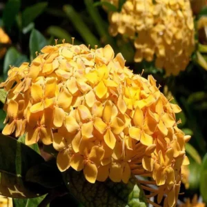 Yellow Colour Ixora Rukmini Rangan Flower Shrubs Live Plant (1.5-3 Feet Height)