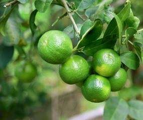 Seedless Lemon Organic Fruit Plant