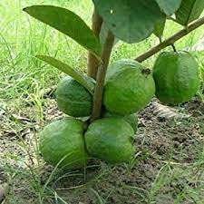 Allahabad Guava Organic Fruit Plant