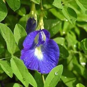 Aparajita , Clitoria Ternatea, Gokarna (Blue) Fresh Organic Flower Plant