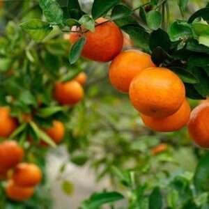 Nagpur Orange Organic Fruit Plant