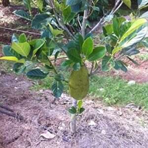 All Time Jack Fruit  (Grown Through Seed)