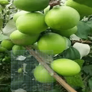 Green Apple Ber Organic Fruit Plant Grafted