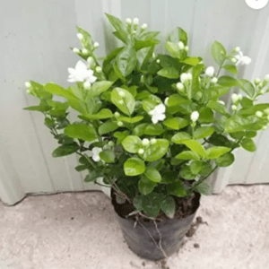 Jasminum Sambac, Mogra, Arabian Jasmine - Fresh Organic Flower Plant
