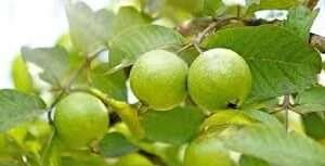 Guava Tree, Amrud, Psidium Guajava (Grown Through Seeds) - Organic Fruit Plant
