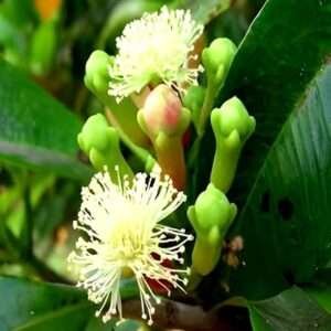 Cloves Organic Fruit Plant