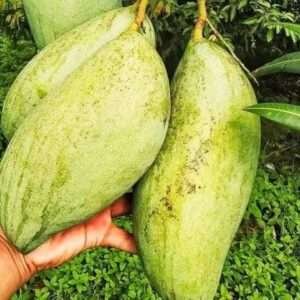 4 Kg Mango Organic Fruit Plant