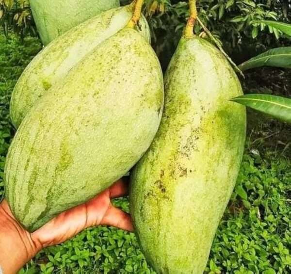 4 Kg Mango Organic Fruit Plant