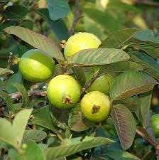 Verigated Guava Organic Fruit Plant Air Layering