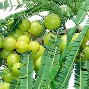 Amla Organic Fruit Plant