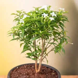 Kunda, Downy Jasmine Fresh Organic Flower Plant (Thailand Variety)