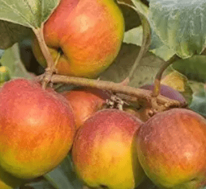 Ball Sundari Apple Ber