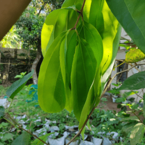 Cinnamomum Cassia - Organic Fruit Plant