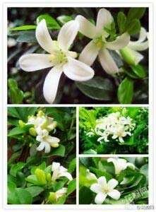 Murraya Paniculata, Calcutta Kamini Fresh Organic Flower Plant