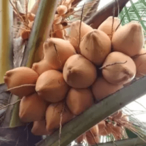 Golden Coconut Organic Fruit Plant