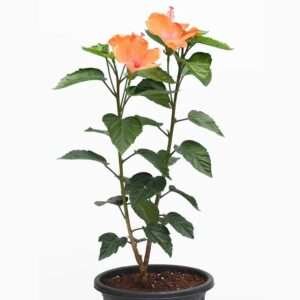 Pune Joba / Hibiscus, Gudhal Flower (Any Color) - Fresh Organic Flower Plant