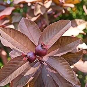 Red Dimond Guava Organic Fruit Plant Grafted Original Organic Fruit Plant