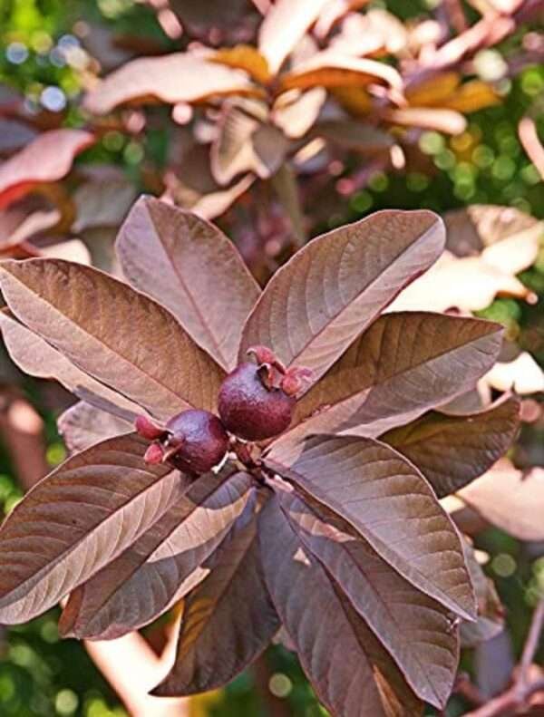 Red Dimond Guava Organic Fruit Plant Grafted Original Organic Fruit Plant