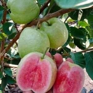 Guava, Amrud Allahabadi - 0.5 Kg Seeds