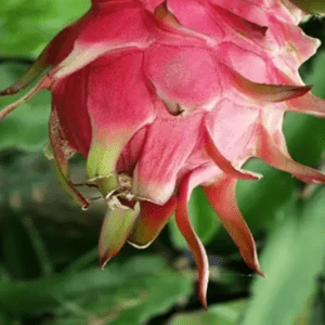 Red Dragon Fruit Organic Fruit Plant