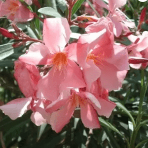 Kaner, Nerium Oleander (Any Color) Fresh Organic Flower Plant