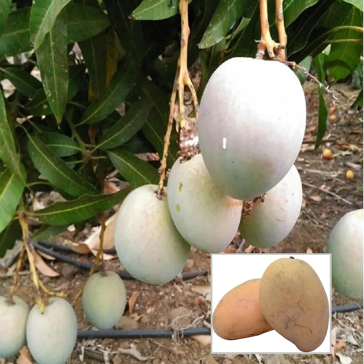 Babul Dufala White All Time Mango Aam Grafted Fruit Live Plant