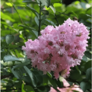 Furush, Lagerstroemia Indica, Common Crape Myrtle Fresh Organic Flower Plant