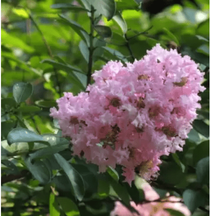 Furush, Lagerstroemia Indica, Common Crape Myrtle Fresh Organic Flower Plant