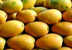 Kohinoor Mango Aam Grafted Fruit Live Plant
