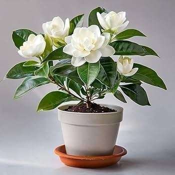 Gardenia Gandharaj Cape Jasmine Highly Fra rant Shrubs Flower Live Plant