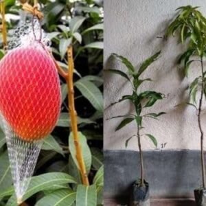 Miyazaki Mango Organic Fruit Plant (Bangla Grafted)