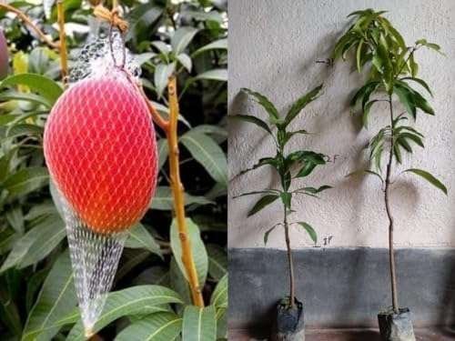 Miyazaki Mango Organic Fruit Plant (Bangla Grafted)