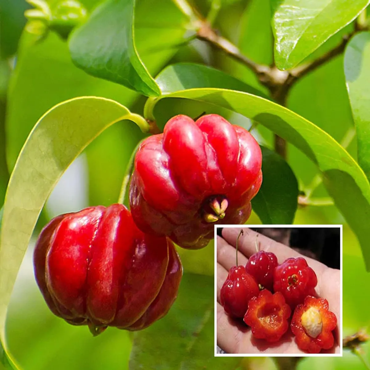 Surinam Cherry Cherries Layering/Grafted Fruit Live Plant