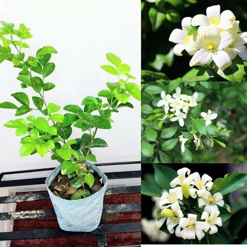 Murraya Paniculata, Calcutta Kamini Fresh Organic Flower Plant