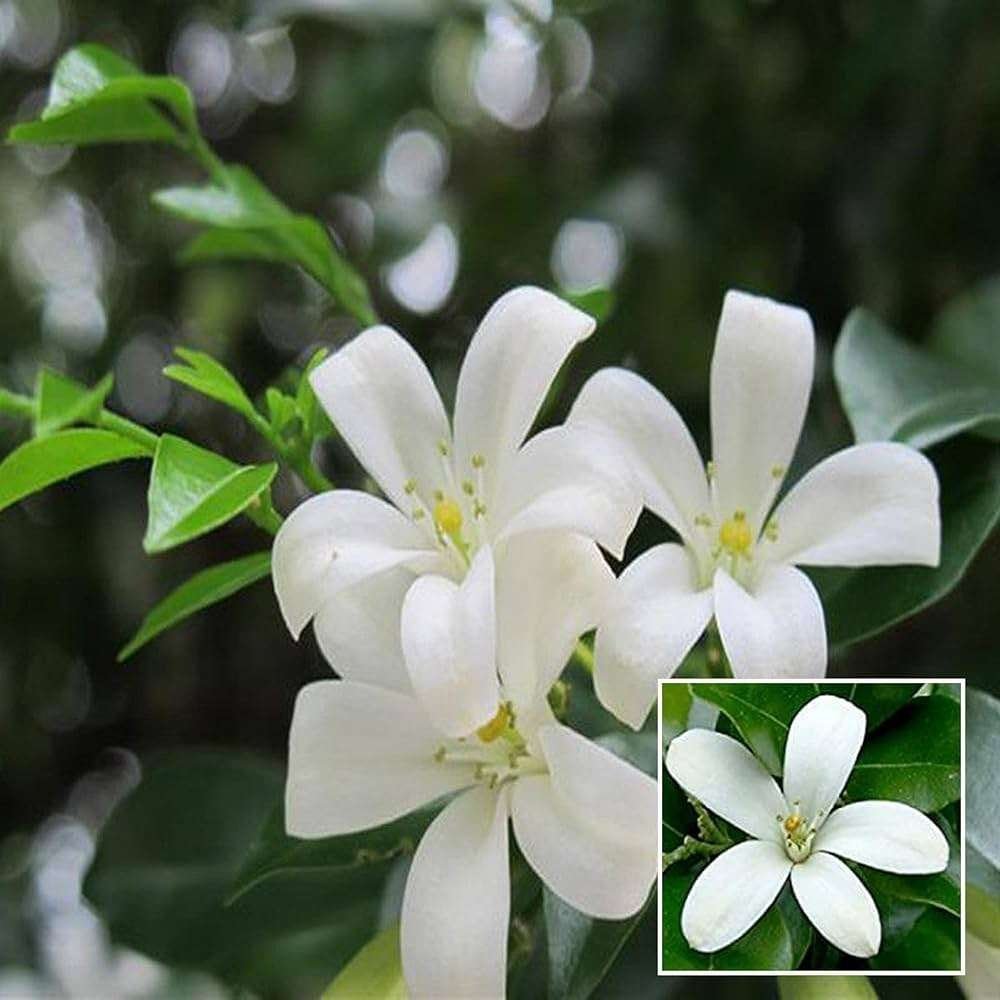 Madhu Kamini Satin Wood Kunti Fragrant Shrubs Flower Live Plant