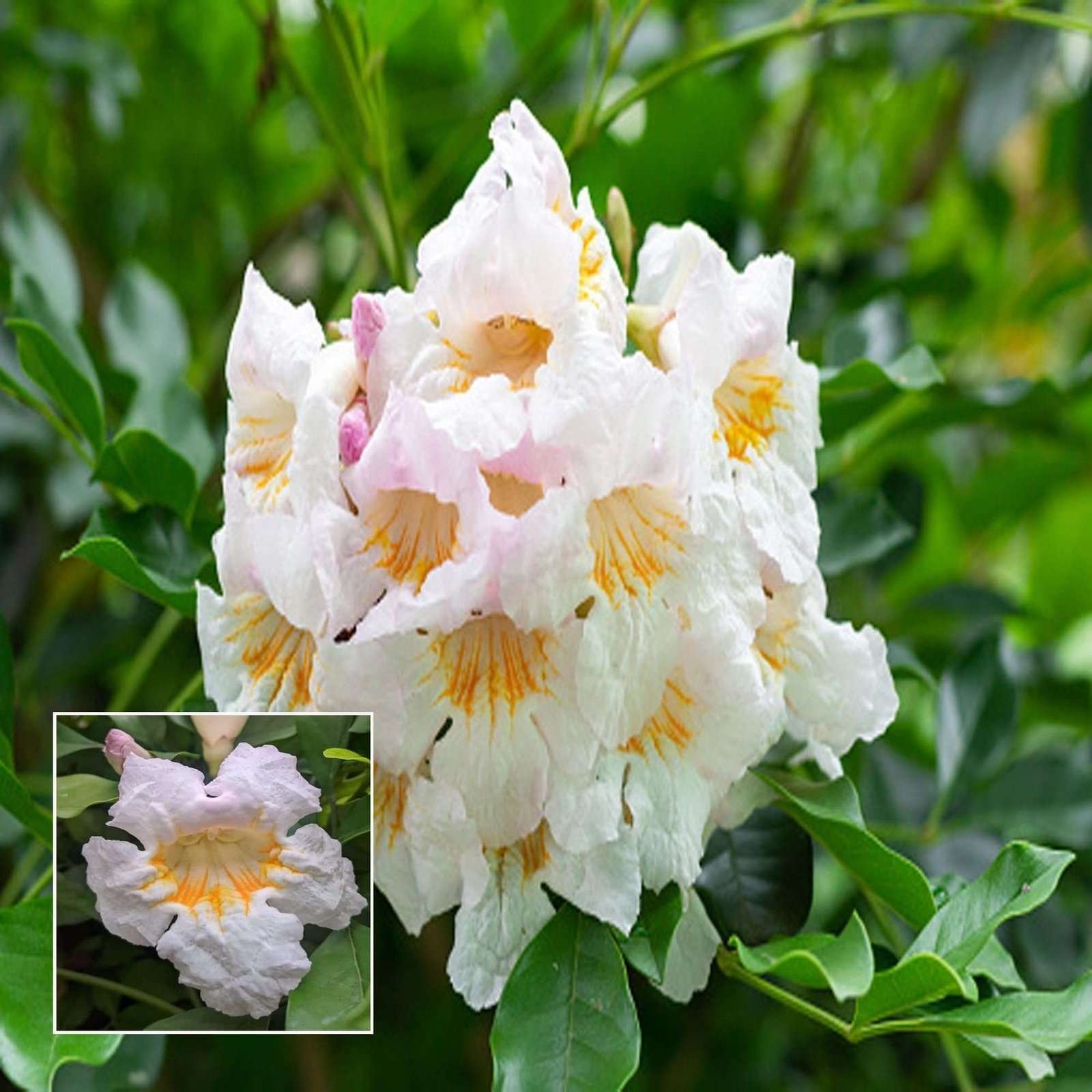 Hybrid Kamini Satin Wood Kunti Shrubs Flower Live Plant