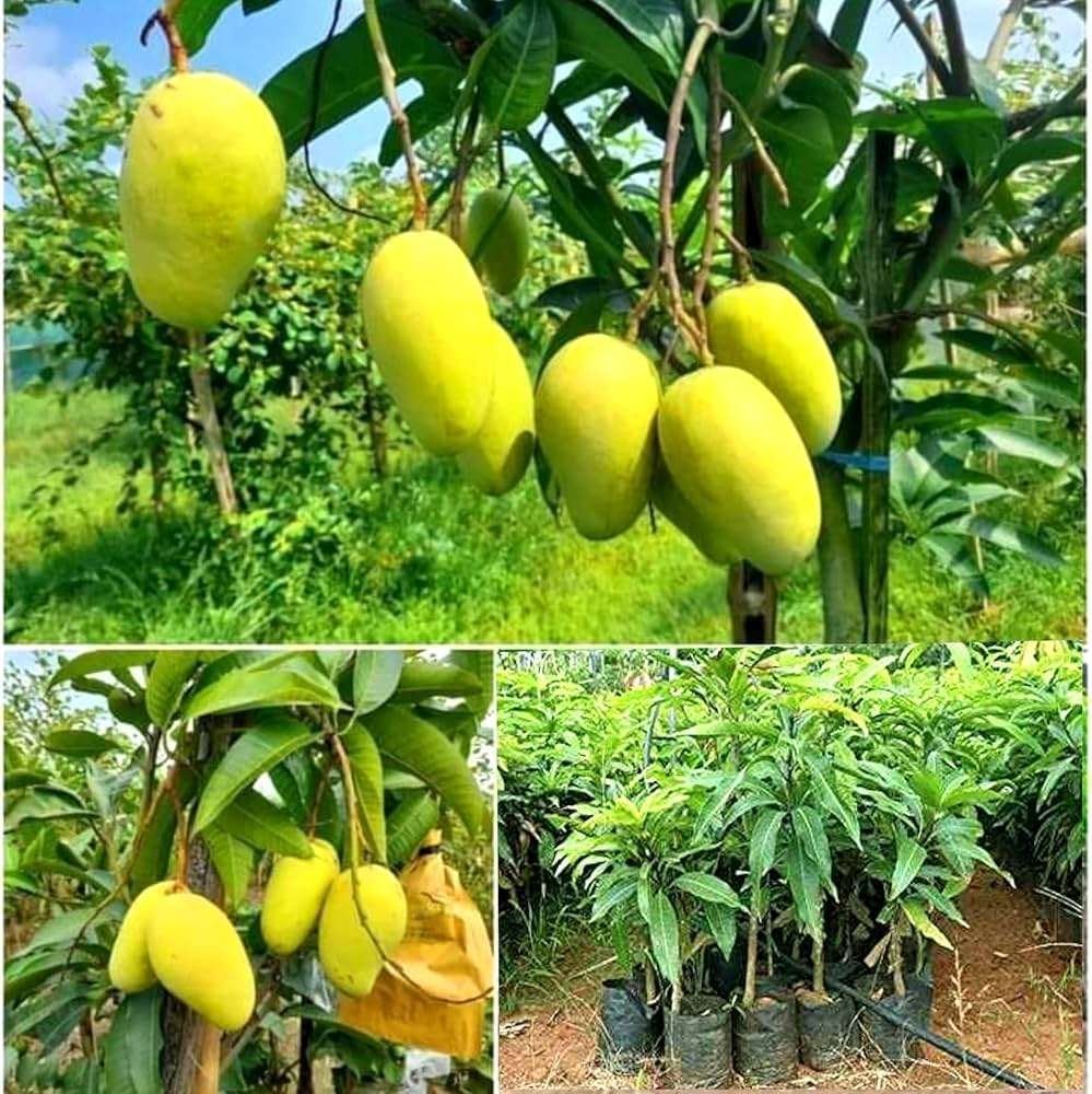 Katimon Mango Organic Fruit Plant