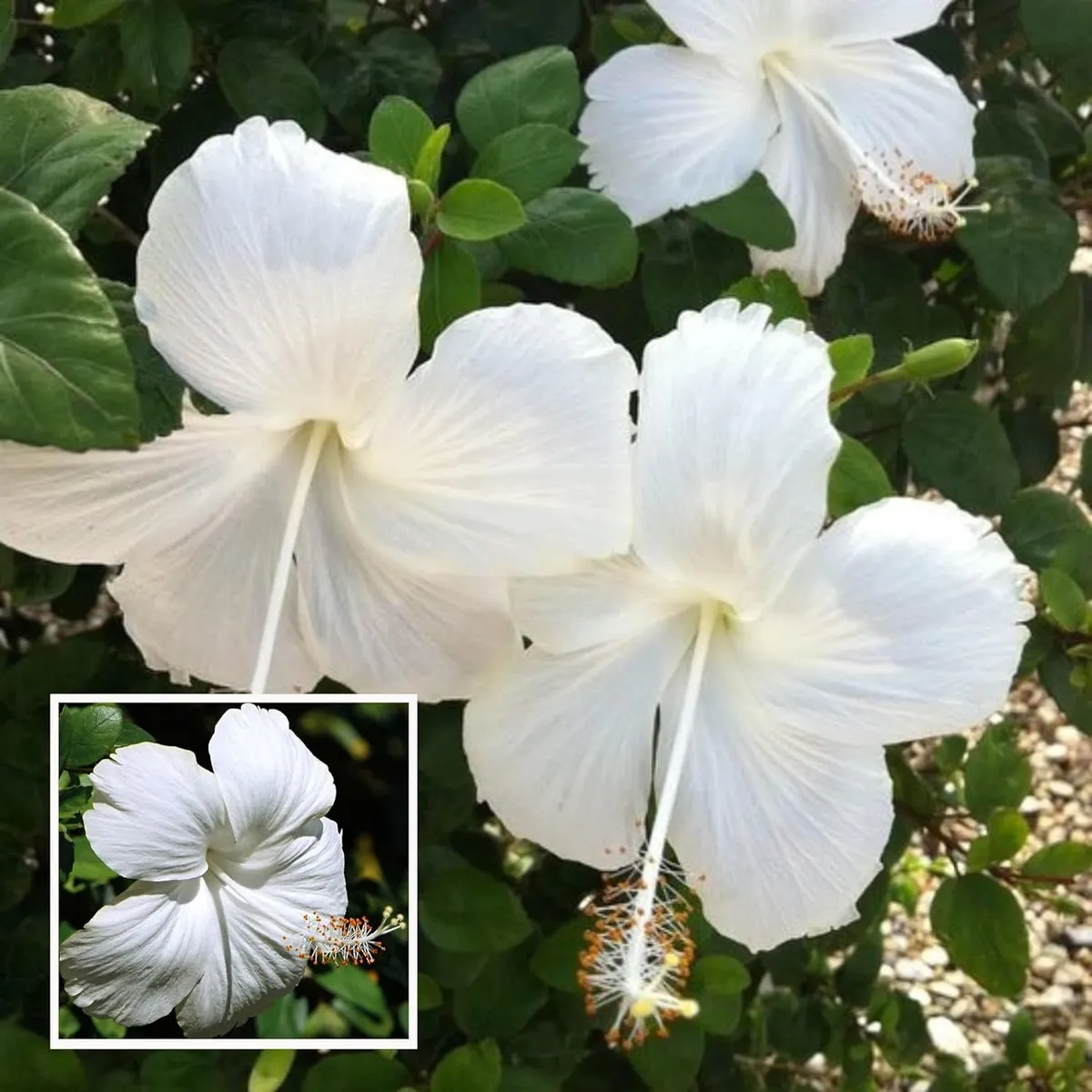White Colour Hybrid Hibiscus Joba Gudhal Flower Live Plant