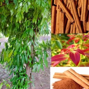 Dal Chini Karuvapatta Cinnamon Spice Live Plant