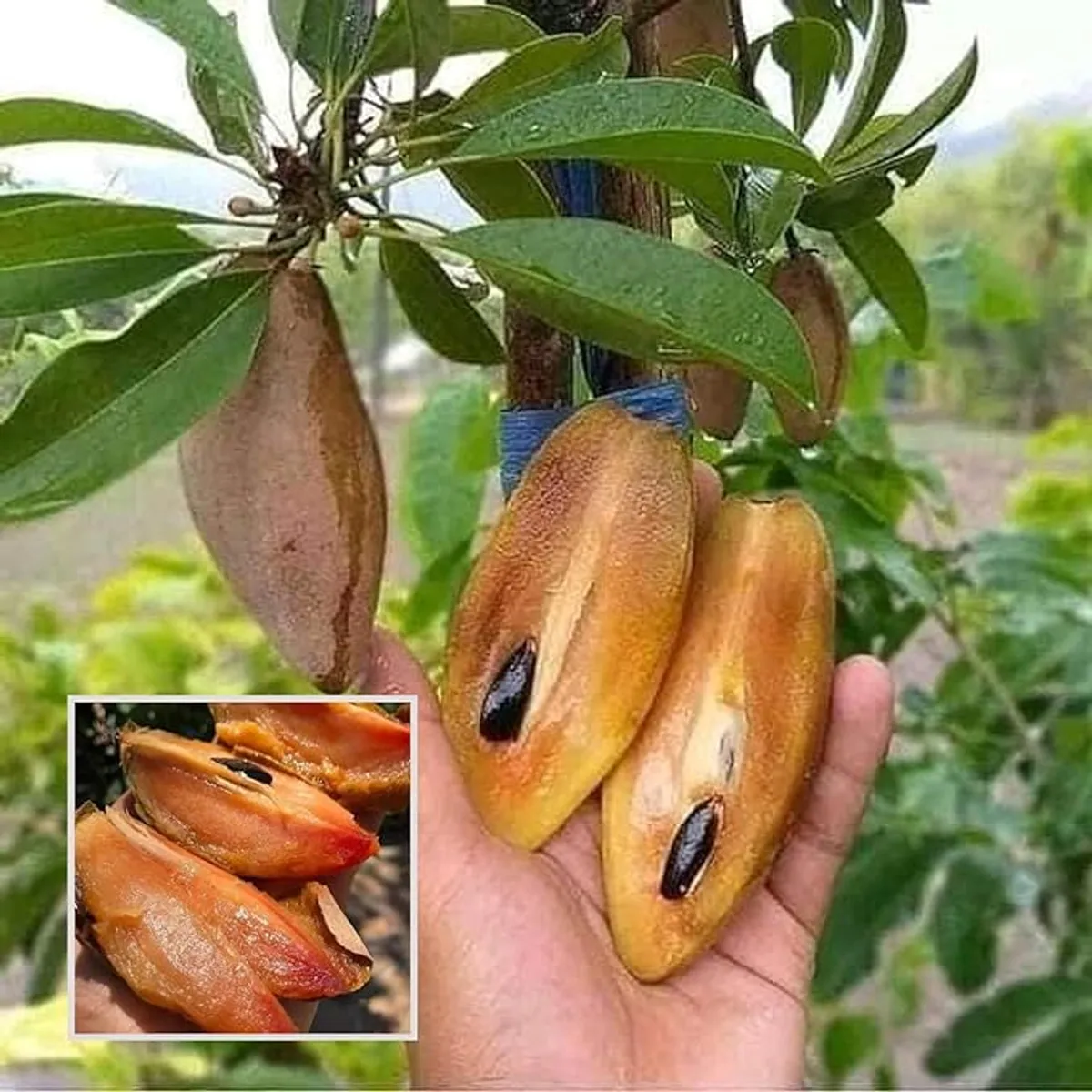 Thai Banana Long Chikoo Sapota Grafted Fruit Live Plant