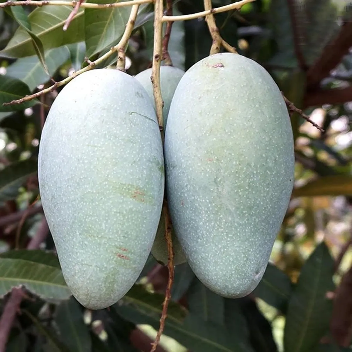 Thai Catimon Katimon All Time Sweet Fruit Mango Aam Grafted Fruit Live Plant - Image 3