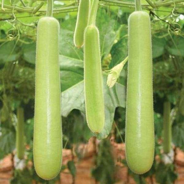 Bottle Gourd Extra Long - Organic Vegetable Seeds