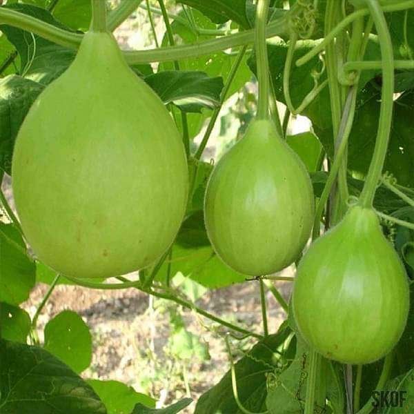 Bottle Gourd Round - Desi Vegetable Seeds