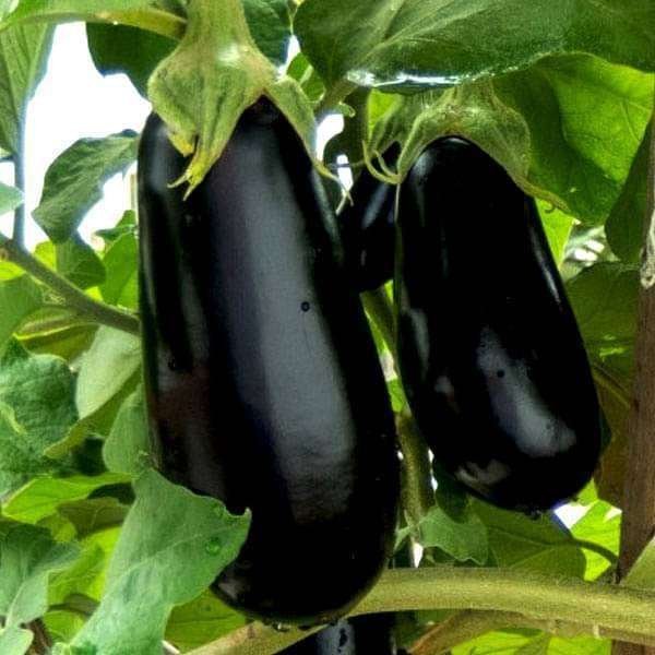 Brinjal F1 Crypton Kranti - Vegetable Seeds