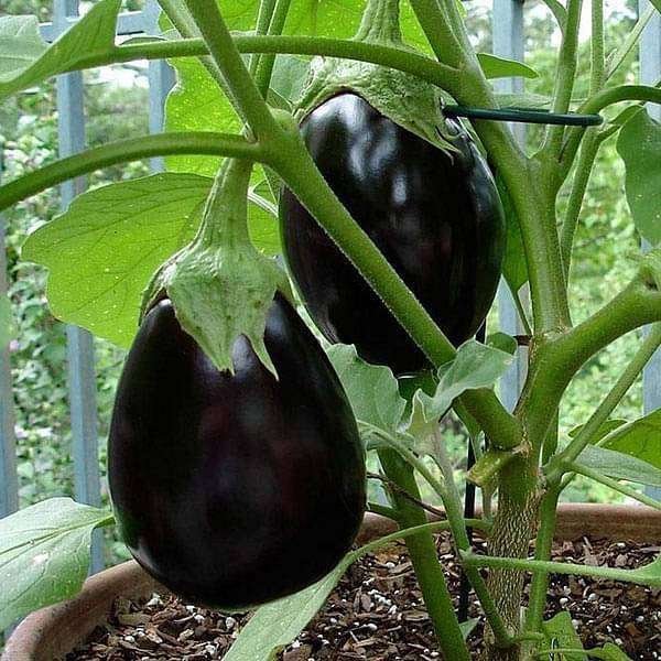 Brinjal F1 Dipansh Black Round - Vegetable Seeds