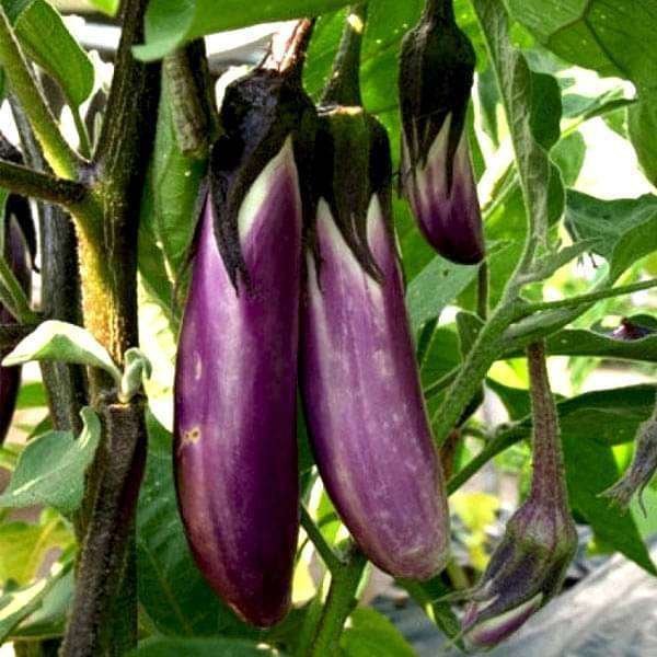 Brinjal Purple Long - Desi Vegetable Seeds