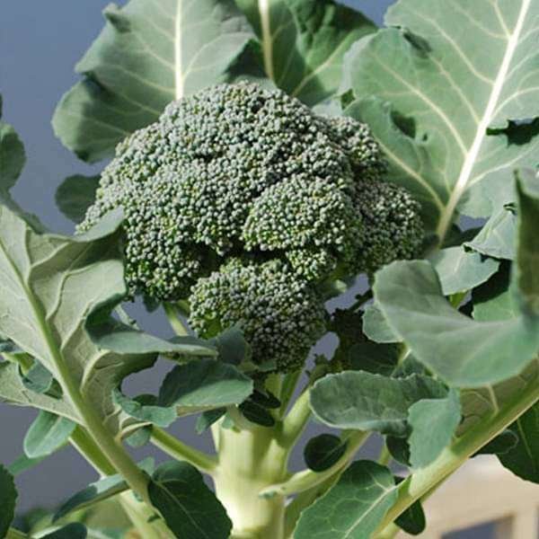 Broccoli Green - Organic Vegetable Seeds
